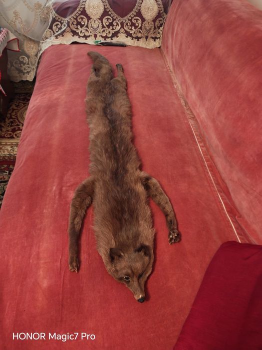 Guler vulpe autentic