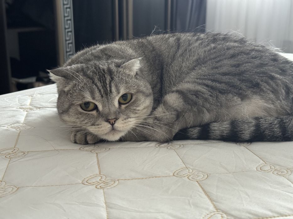 Отдам кошку в добрые руки