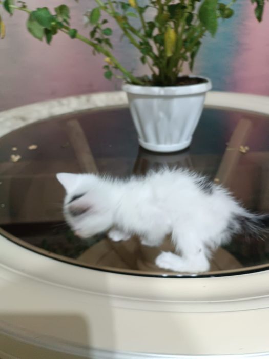 Отдам котят в хорошие руки