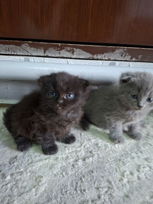 Продаются котята
