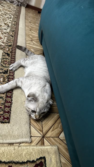 Шотландские вислоухие *скоттиш-фолд*