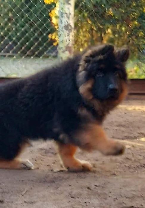 Продам щенка немецкой овчарки