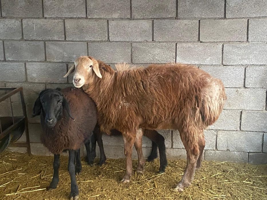 Продам большого барана