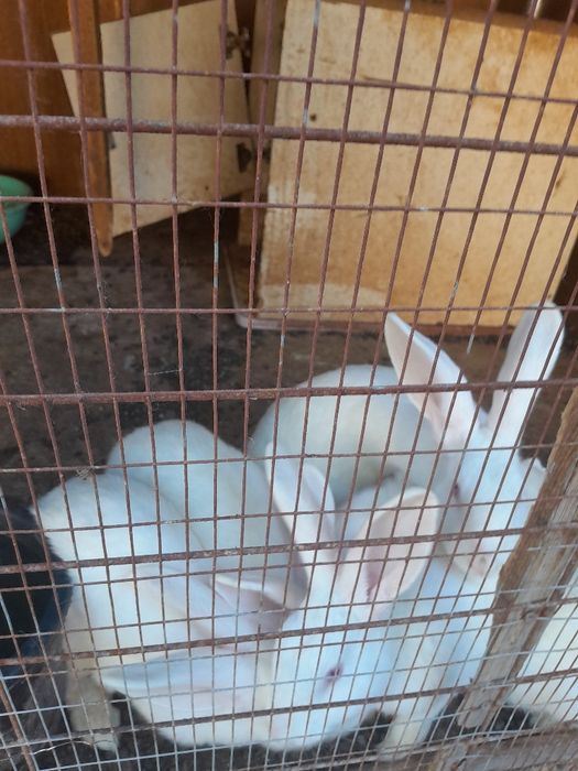 Quyon sotiladi. Продаётся кролик.