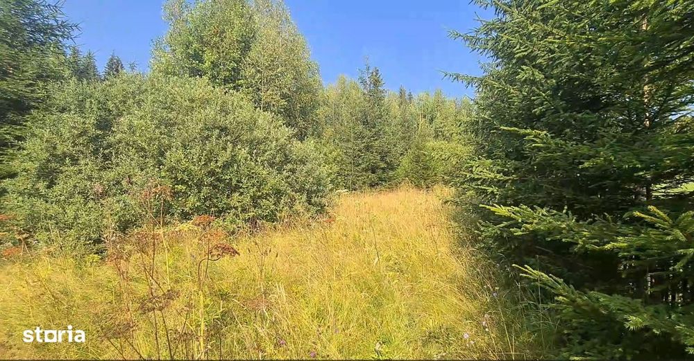 Neagra Sarului - Saru Dornei, Teren S = 6450 mp; 13 km de Vatra Dornei