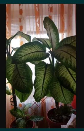 Floare decor spatii apartament, case, birouri