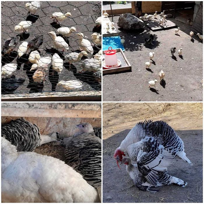 16 pui curcă 3 săptămâni scosi si crescuti natural din parintii din imagine