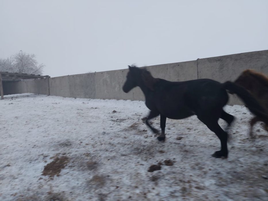 Продается 2 кобылы  с жеребятами