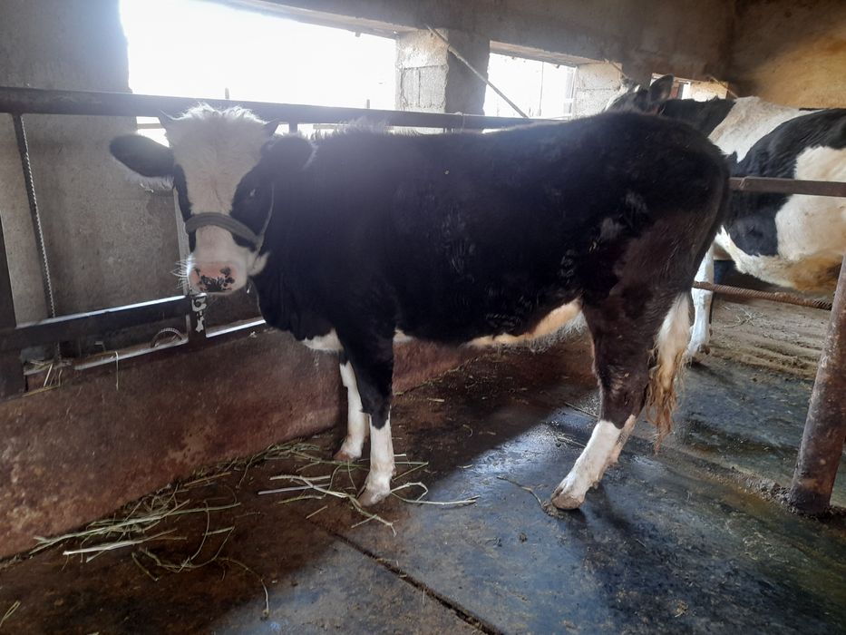 Хороший карова маладой