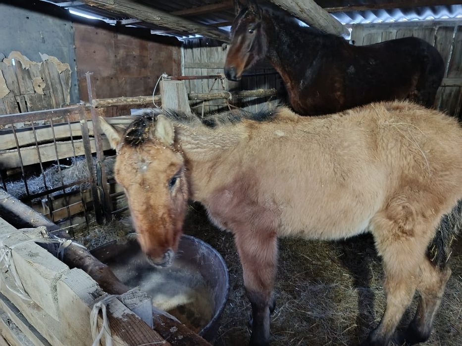 Кобыла с жеребёнком