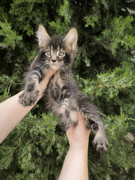 Котята породы мейн-кун