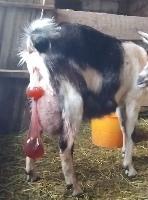 Альпийский пиакок ешкі сатылады