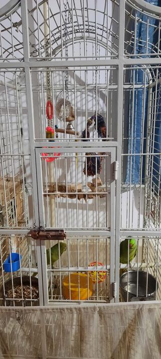 Продам срочно попугая