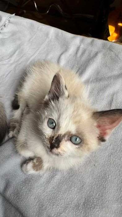 Котенок 2 мес, кошечка  в добрые  руки