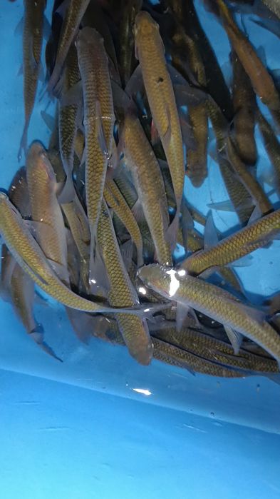 Малёк живец сарга зачаганск