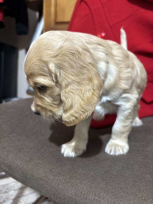 Кокер шпаньол . Малки кученца