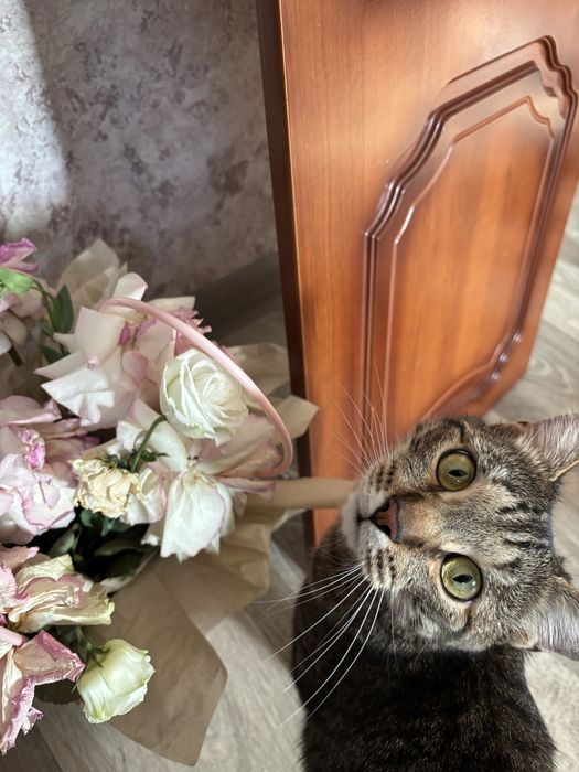 Передержка кошек и котов