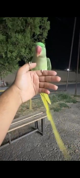 Александрийский попугай ручной