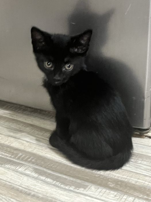 котенок в добрые руки! мальчик 2 месяца