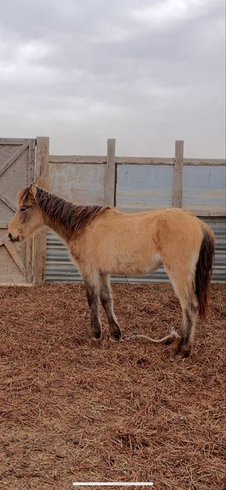 Тай байтал сатылады