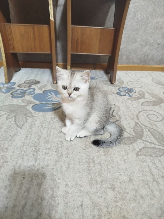 Серебристые шиншиллы