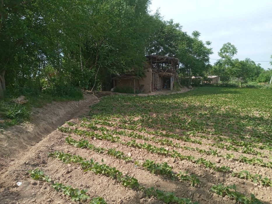 Boka tumani МФИ дехқончилик чорвочиликка қулаи  жои