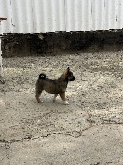 Лаика күшүк сатылад