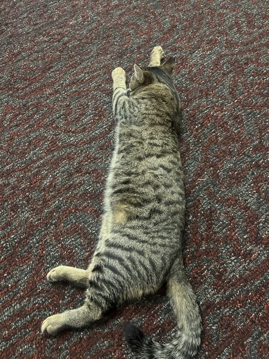 Еркек мысық тегін