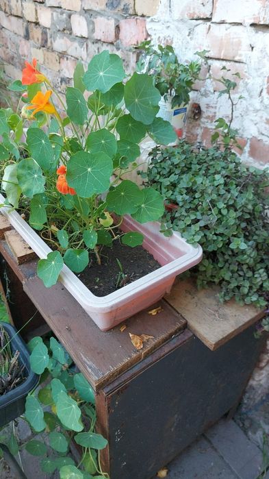 Цветы  разный домашние