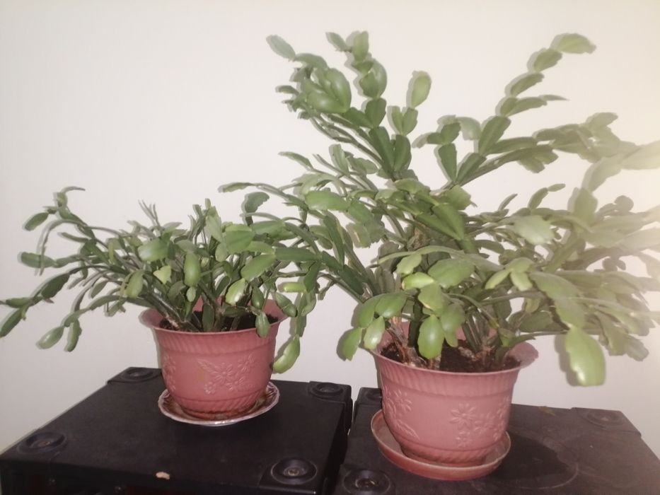 Цветы декабристы