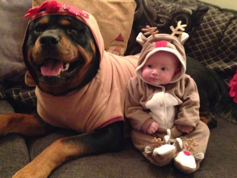 Dresaj canin / lecții de dresaj