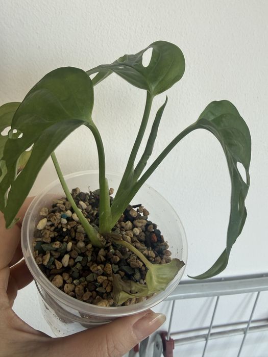 Монстера манки маск