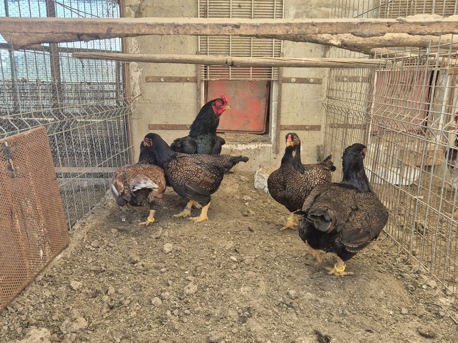 Vând oua ,combatant indian talie mare