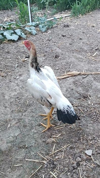 Dakan tuxumiga zakas olamiz