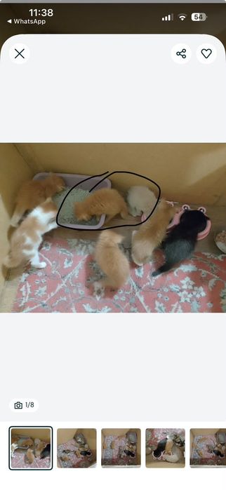 Отдам котят бесплатно