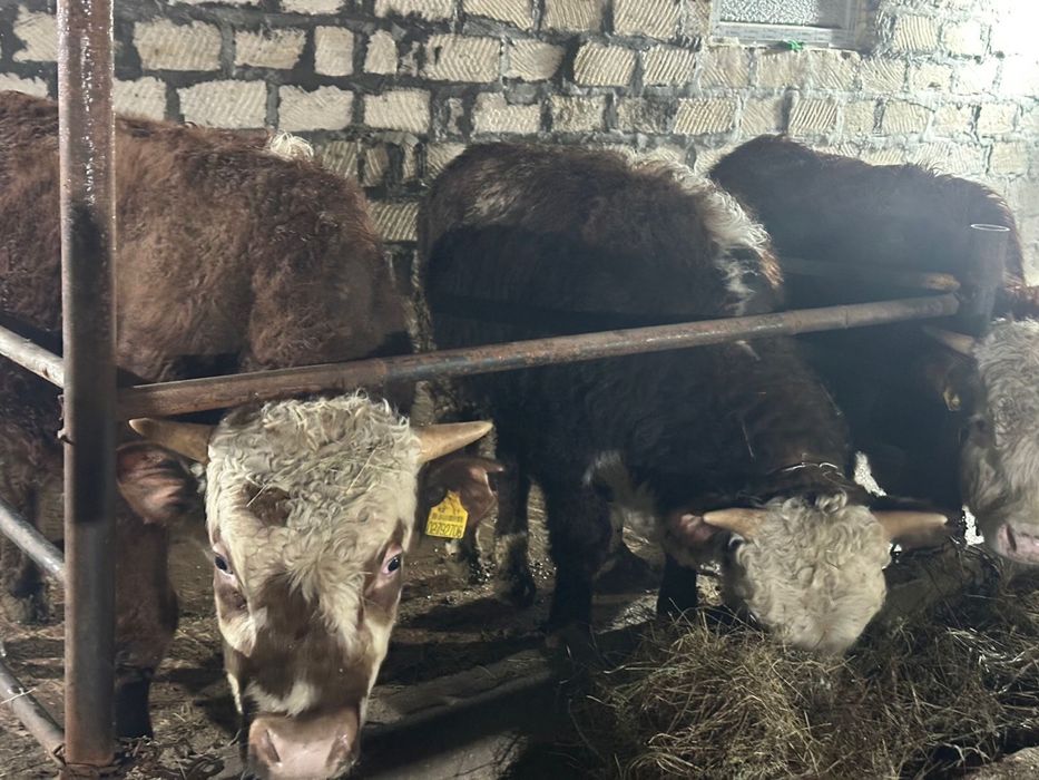 Бука сатылады аткорм