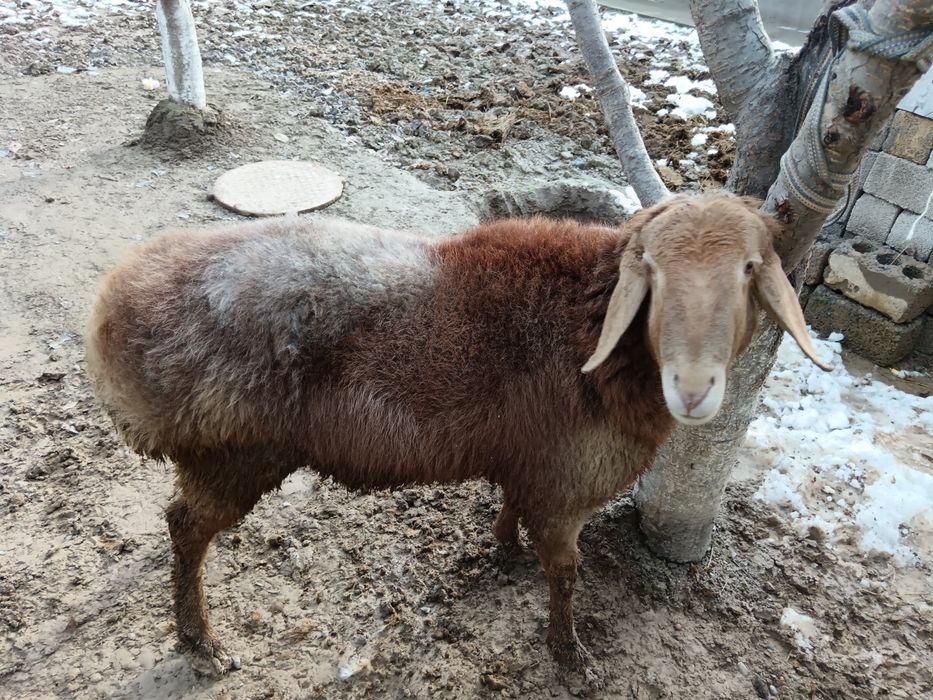 Животные только на кукурузах от кормленна больше чёрного мясо