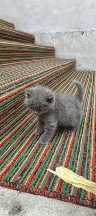 Mushik sotiladi birdona bolasiham bor