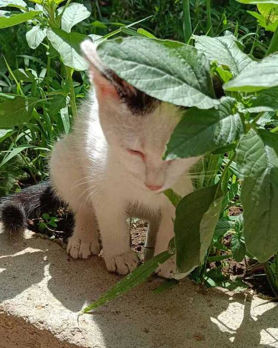 Котето Нана търси своя дом и любящ стопанин