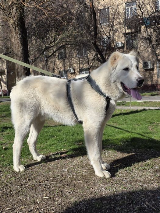 Продам   Алабая.