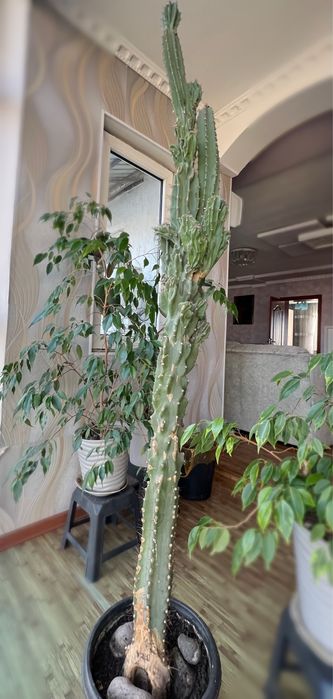 Крупный декоративный кактус