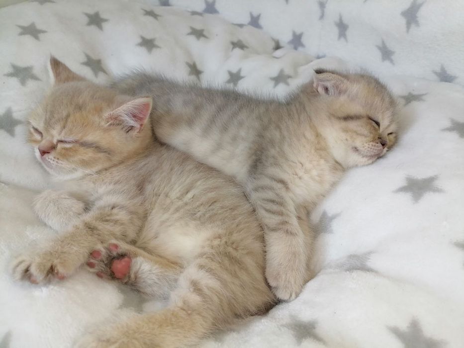 Скотиш фолд страйты