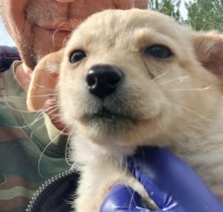 Щенята ищут дом и добрые руки