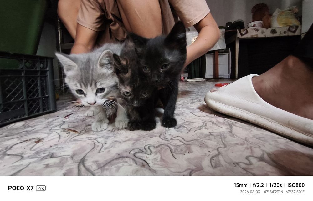 Котёнок мальчик серый белый