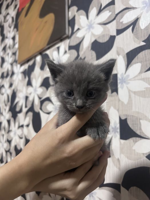 Отдаем котят в добрые руки