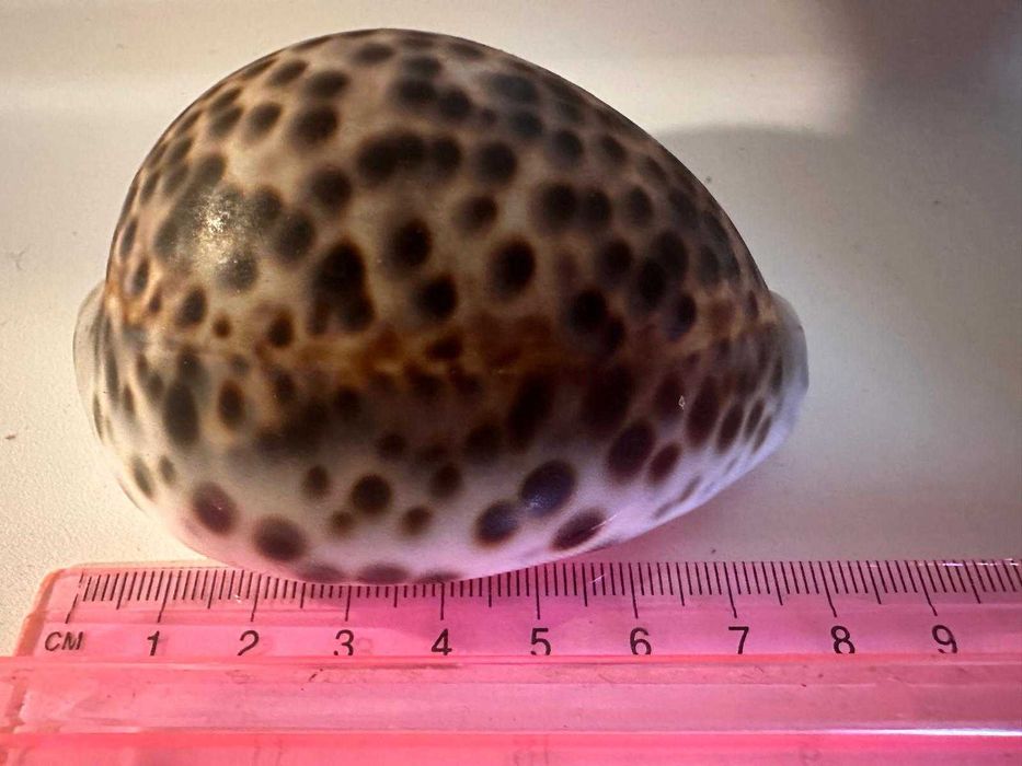 Морска раковина Тигрова Ципрея