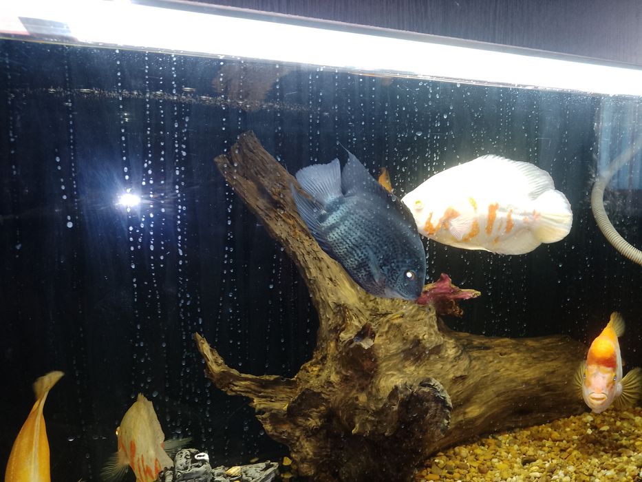 Американские цыхлиды