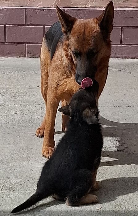 Продаётся щенки немецких овчарок