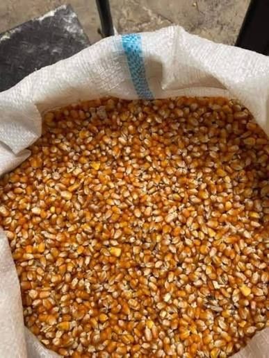 Grăunte Porumb Recolta 2025 1000kg +