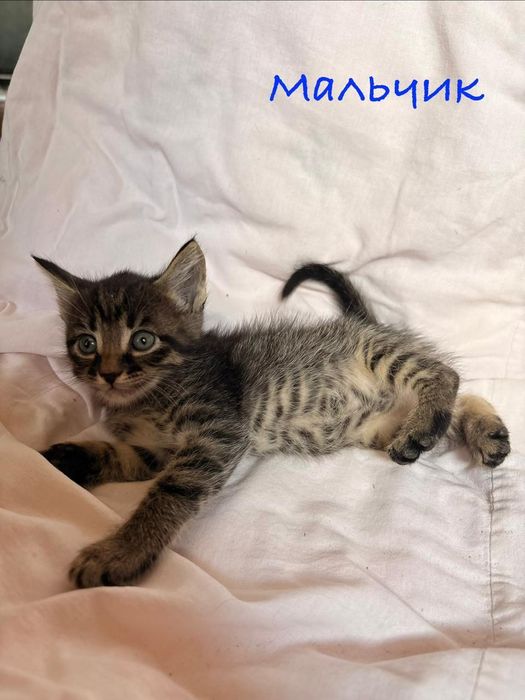 Дарю котят!      .